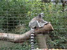 Willowbank Wildlife Reserve